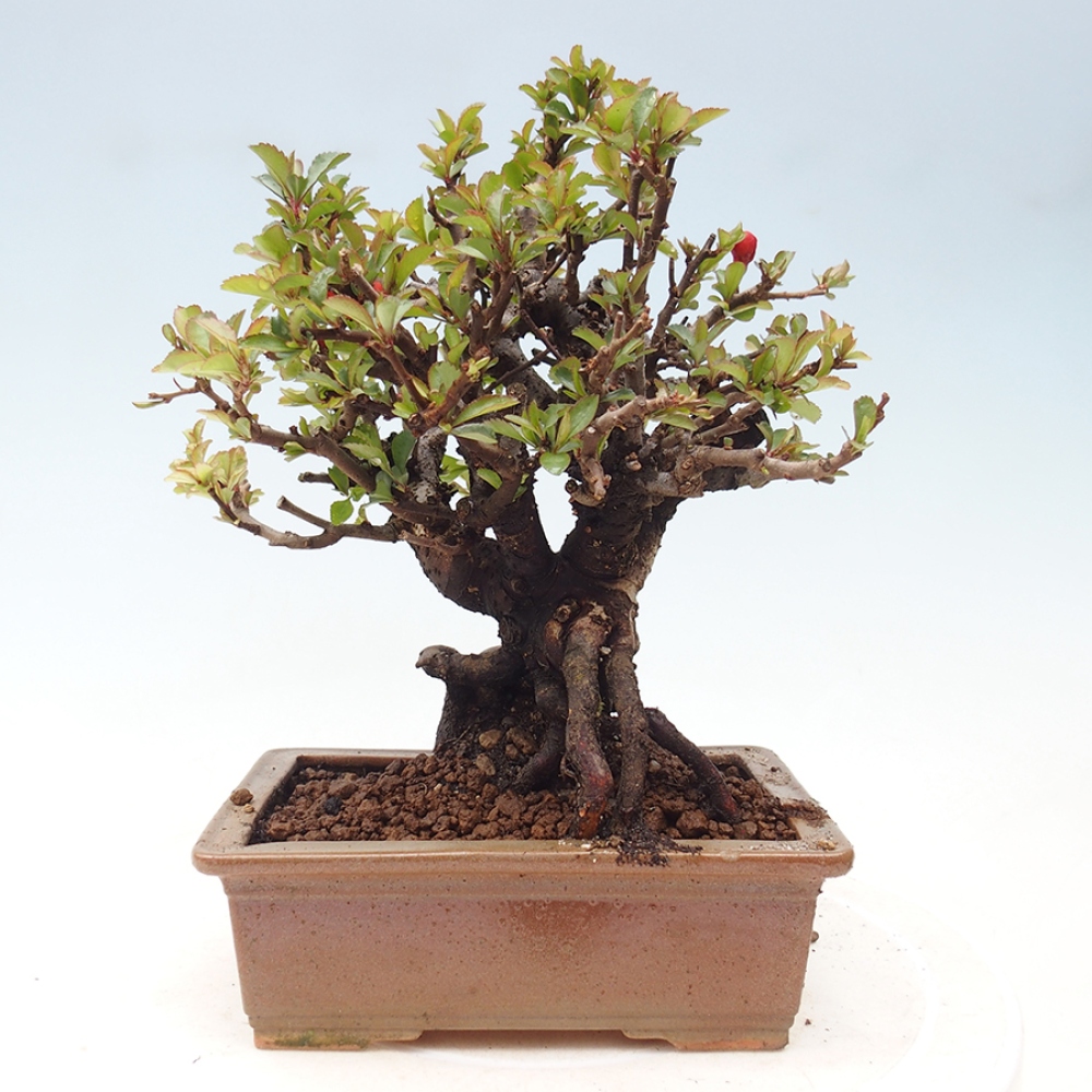 Bonsai zewnętrzne - Chaneomeles speciosa - Pigwa