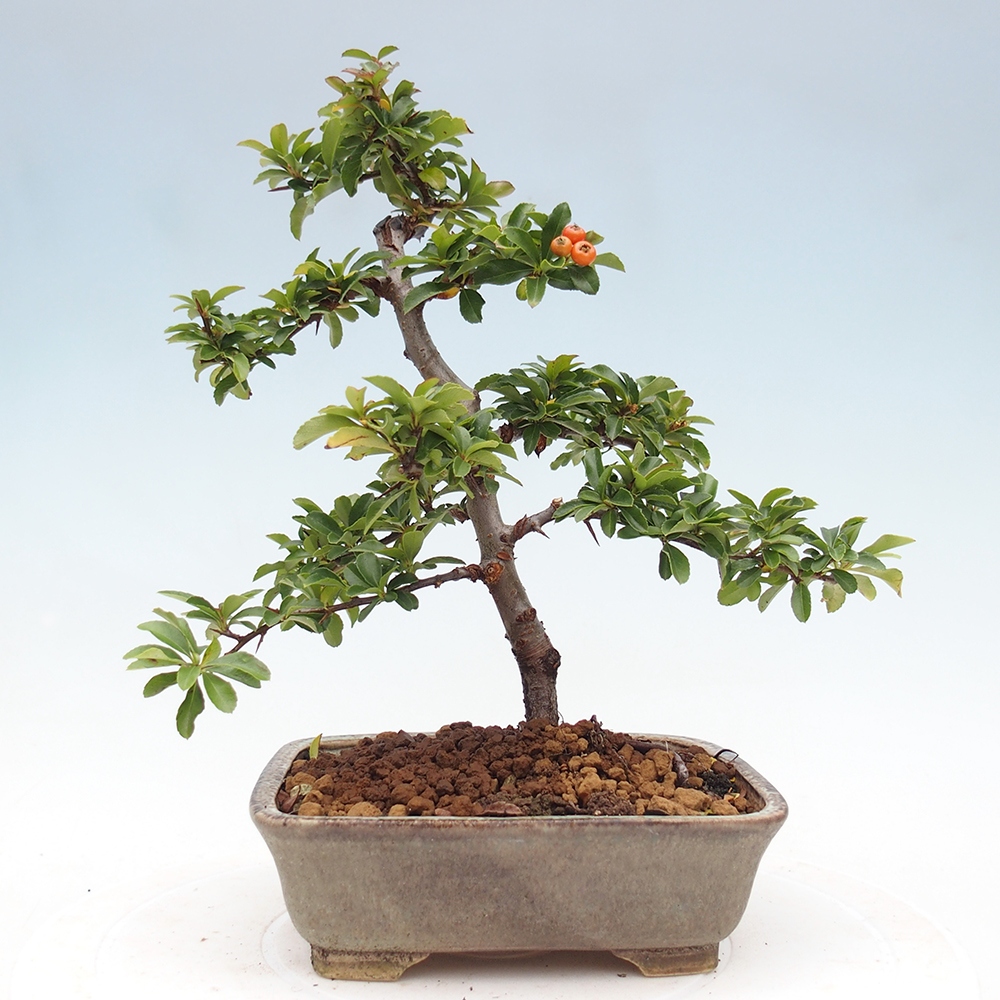 Outdoor bonsai-Pyracantha Teton -Hlox