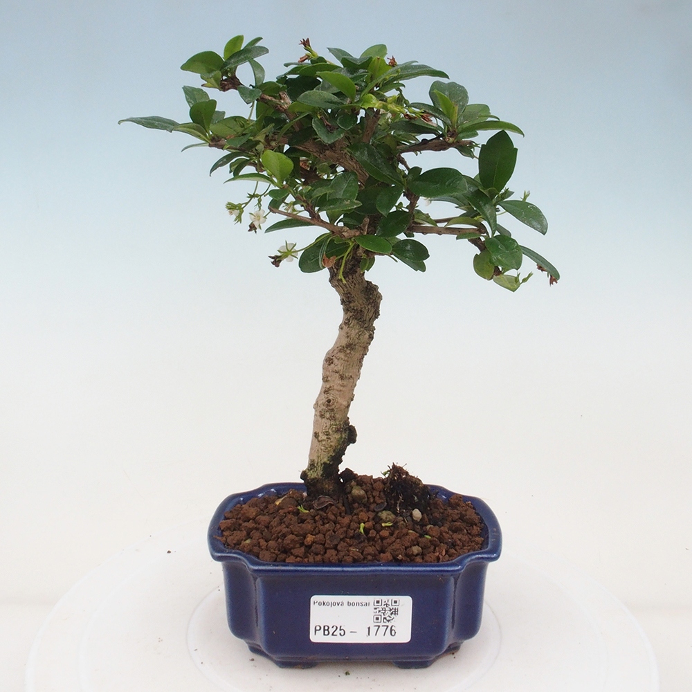Bonsai wewnętrzne - Carmona makrophylla - Herbata Fuki