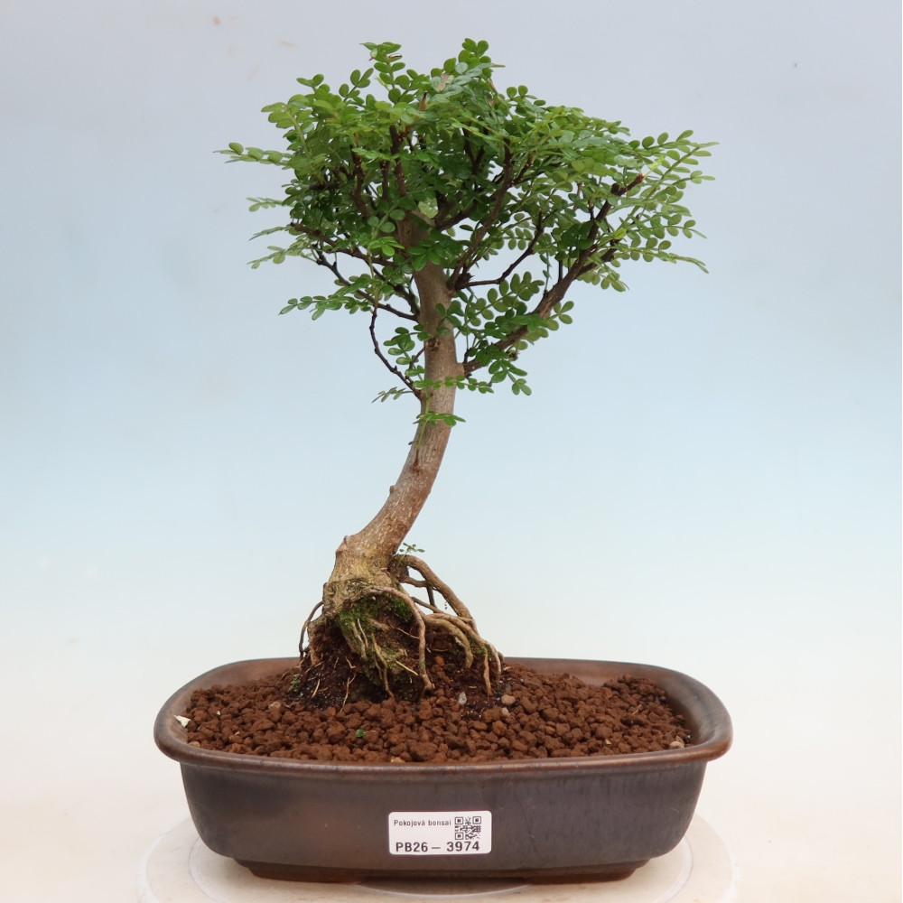 Pokój bonsai - Zantoxylum piperitum - drzewo pieprzowe