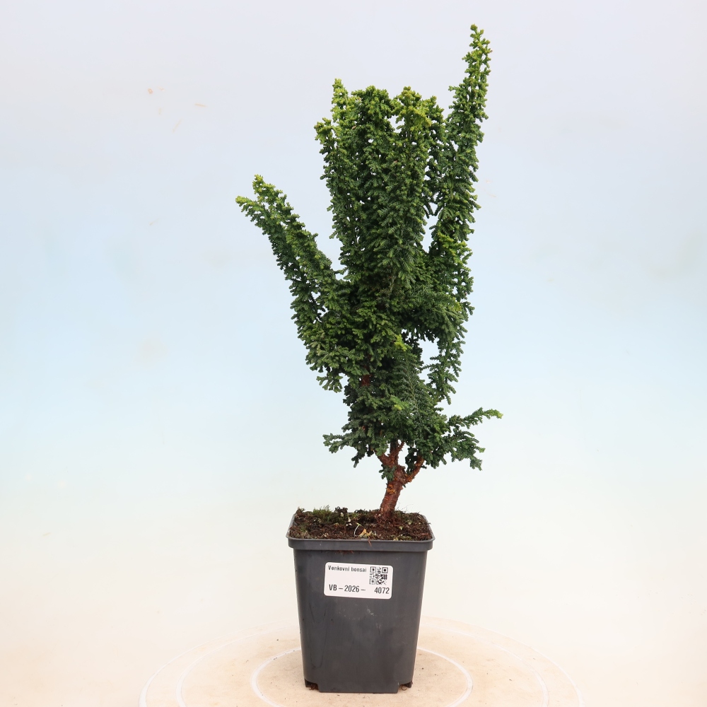 Bonsai zewnętrzne - Cham. obtusa SEKKA HINOKI - Cyprys