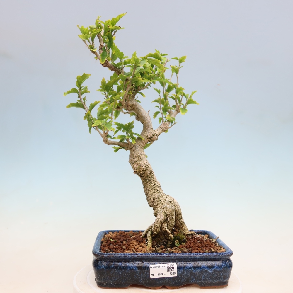 Bonsai ogrodowe – Hibiscus syriacus – hibiskus syryjski