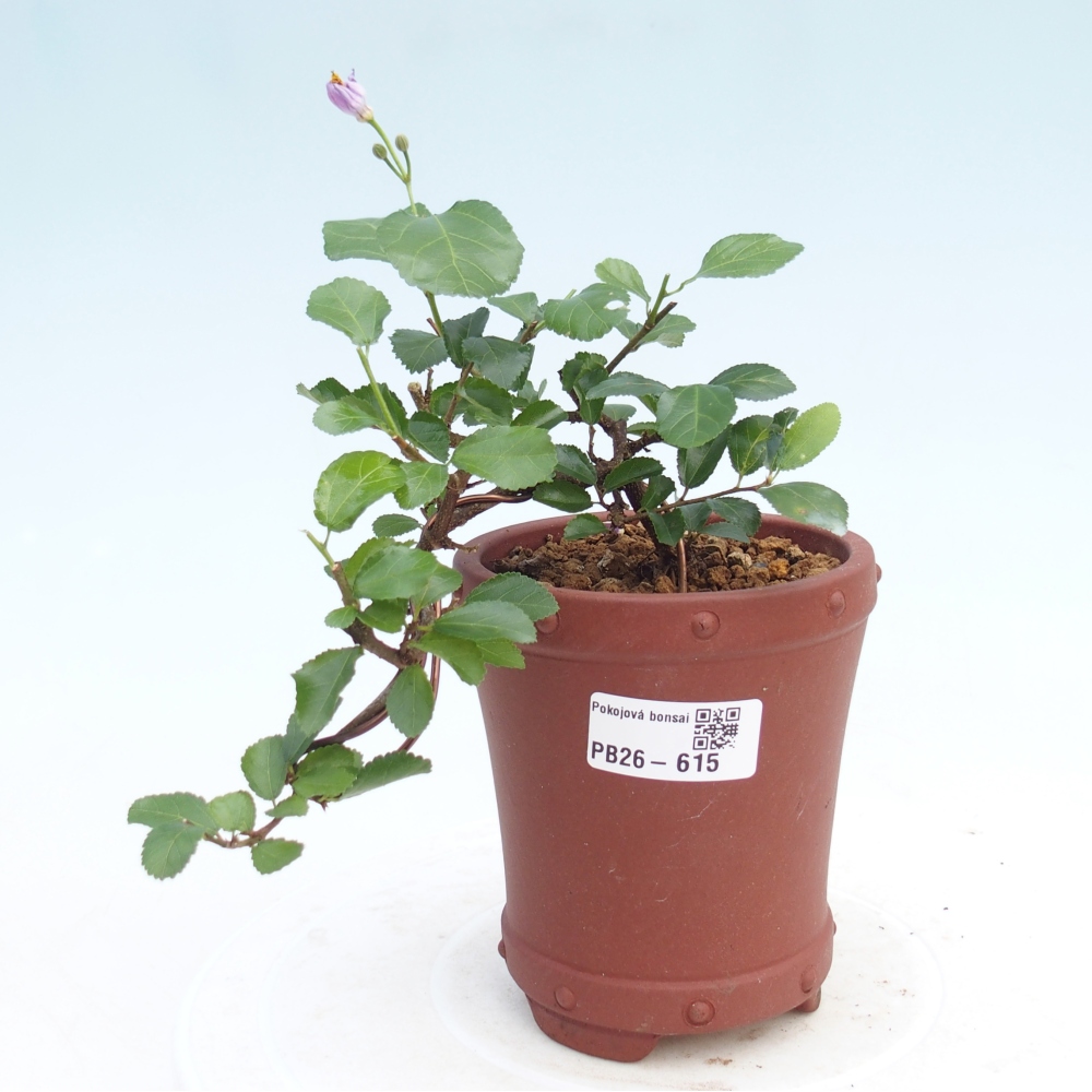 Indoor bonsai - Grewia occidentalis - Lawendowa rozgwiazda