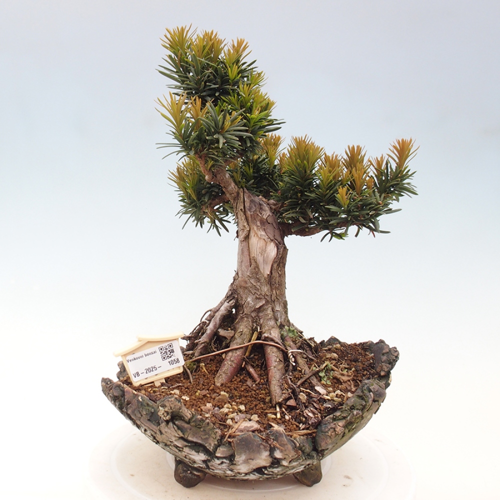Bonsai na zewnątrz - Taxus cuspidata - cis japoński