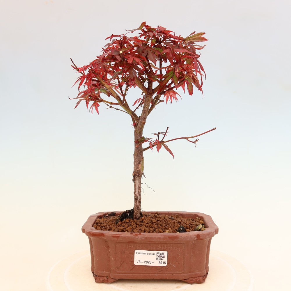 Bonsai ogrodowe – klon palmowy – Acer palmatum Berry Broom 