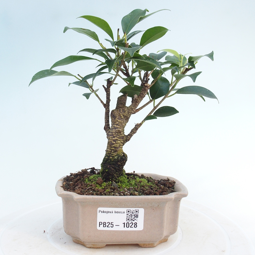 Pokojová bonsai - Ficus retusa - malolistý fíkus