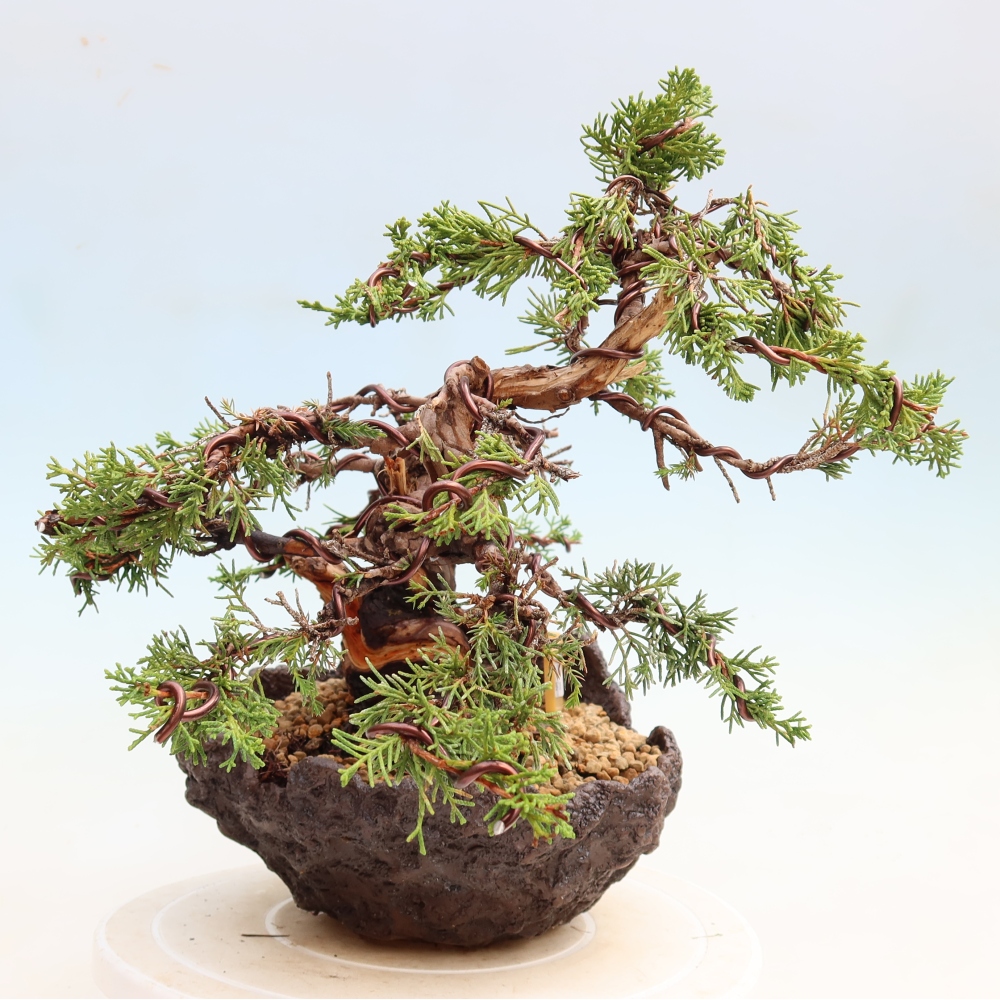 Bonsai ogrodowe – Juniperus chinensis Itoigawa – jałowiec chiński