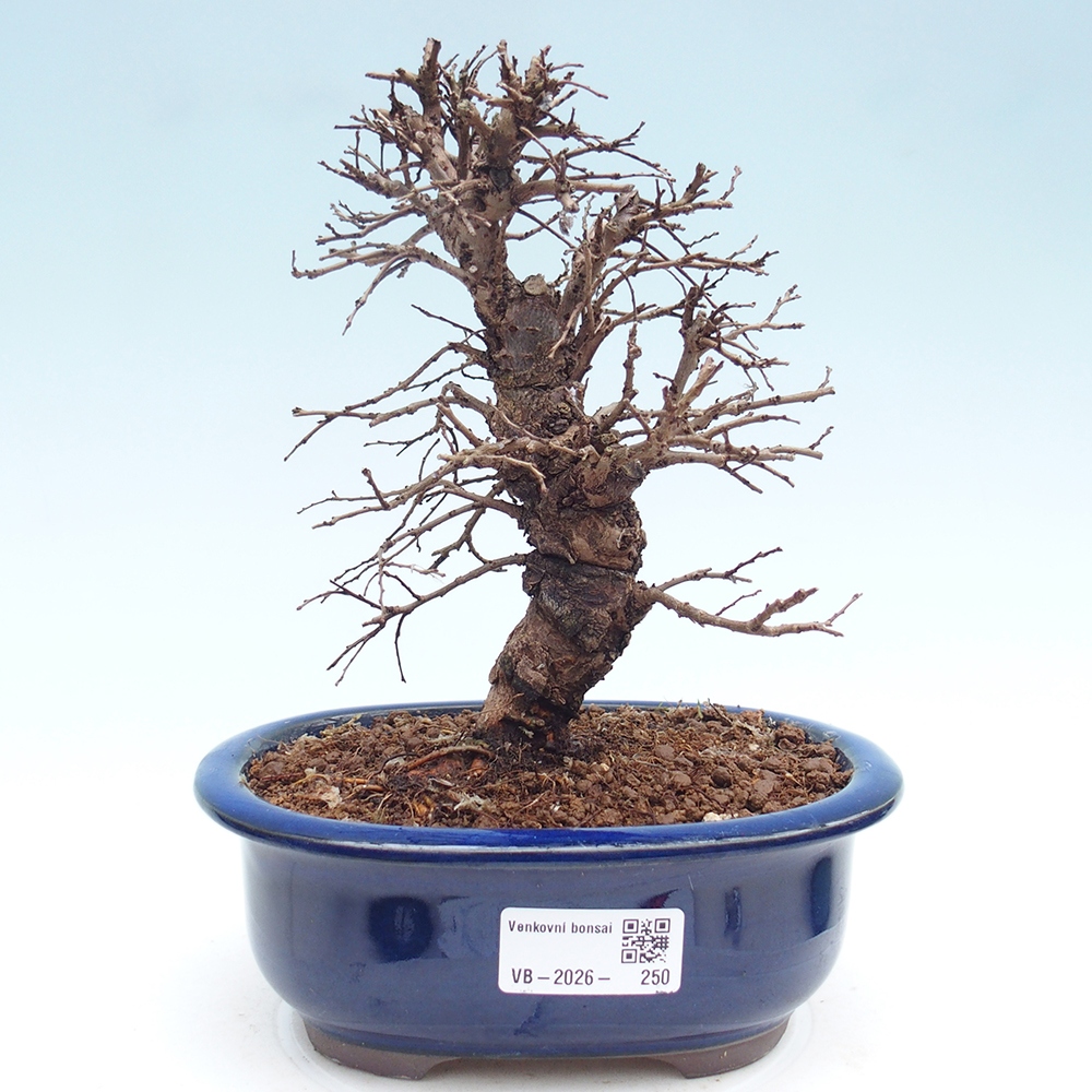 Bonsai zewnętrzne - Zelkova - Zelkova NIRE