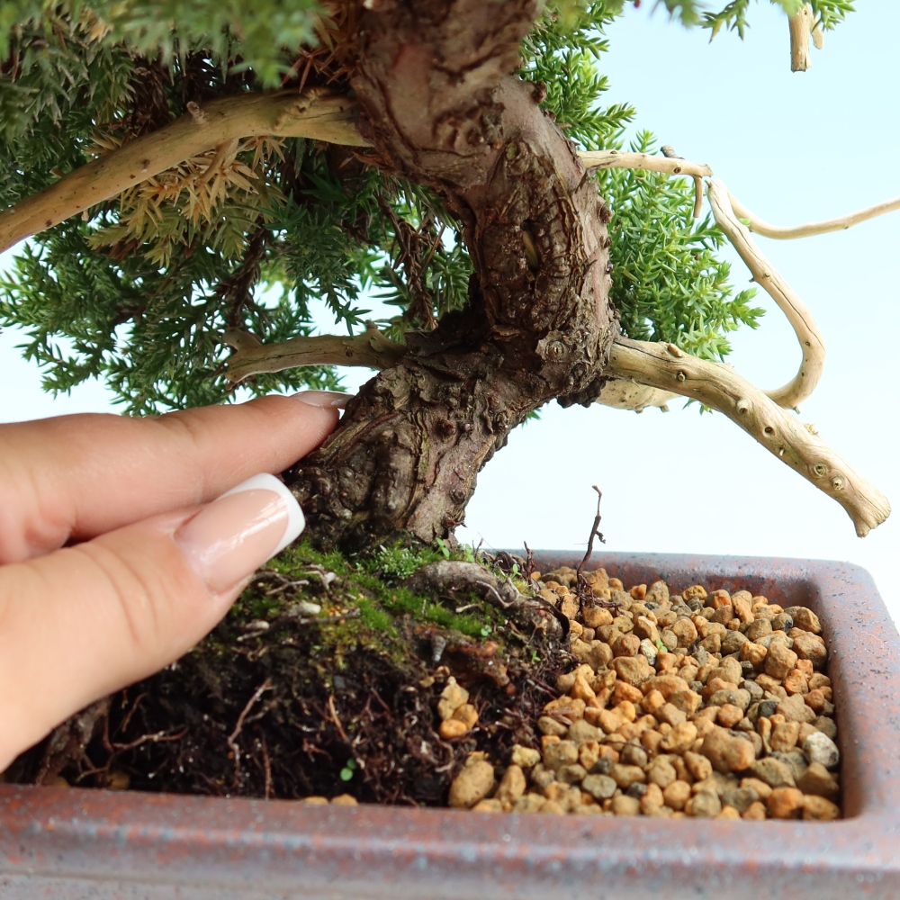 Bonsai ogrodowe – Juniperus procumbens – Jałowiec rozłożysty