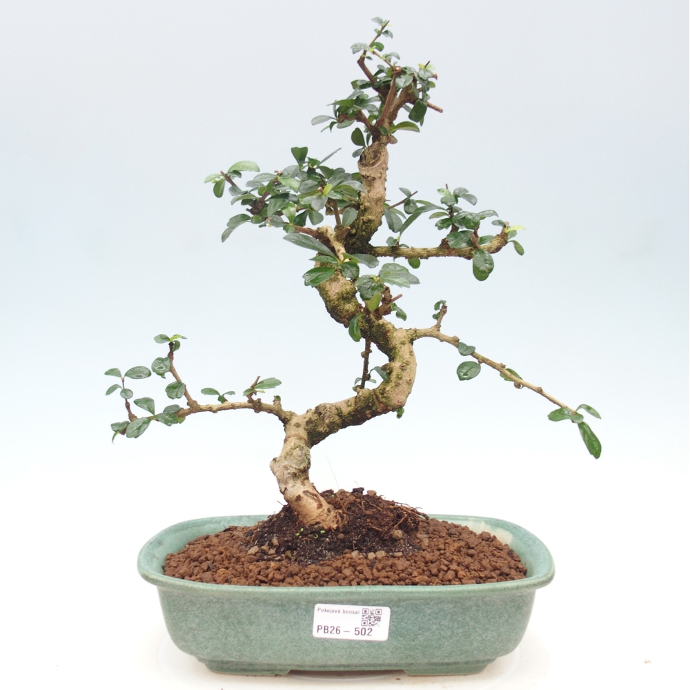 Bonsai pokojowe - Carmona macrophylla - Tea fuki