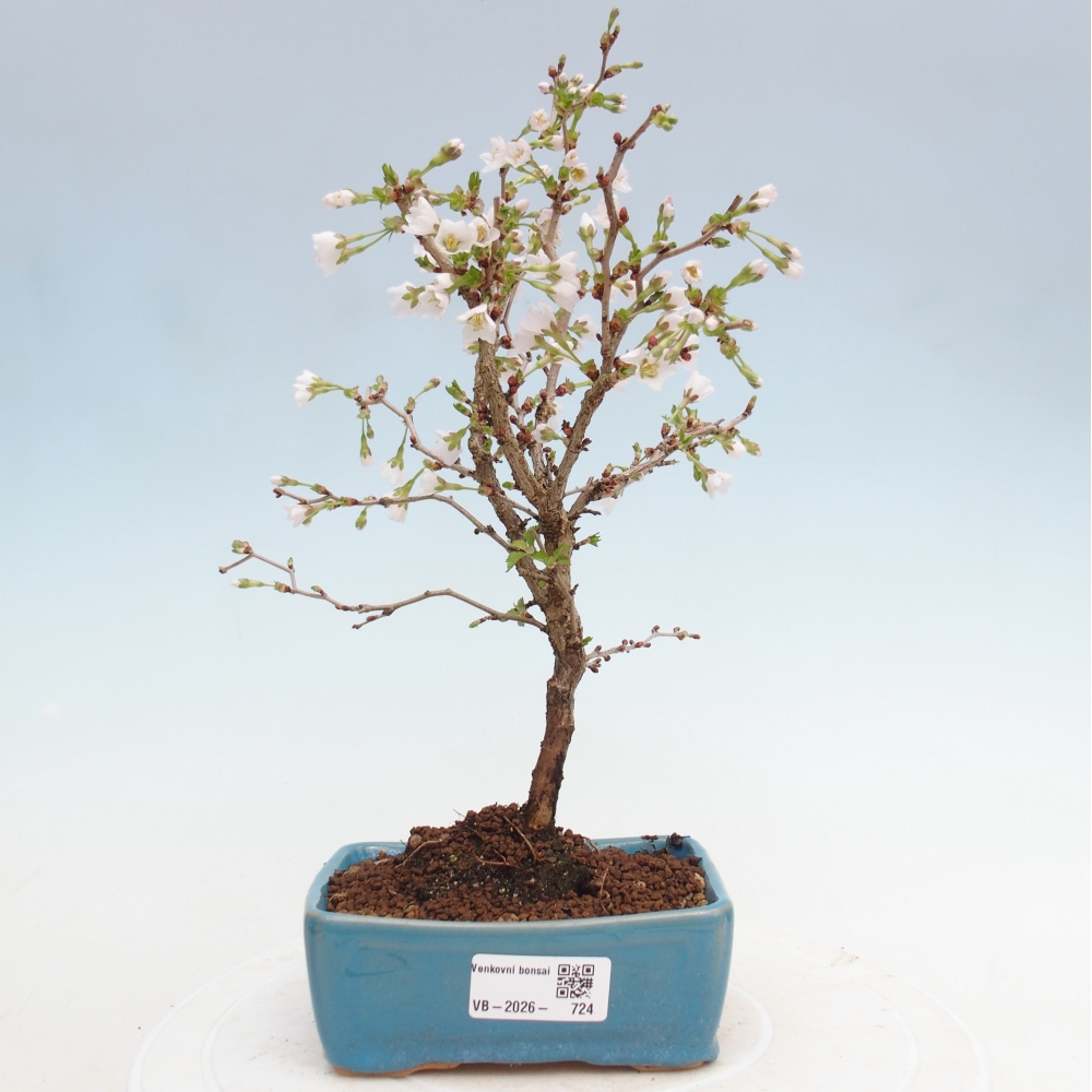 Outdoor bonsai - Prunus incisa Kojou-no mai-Plivon wycięty