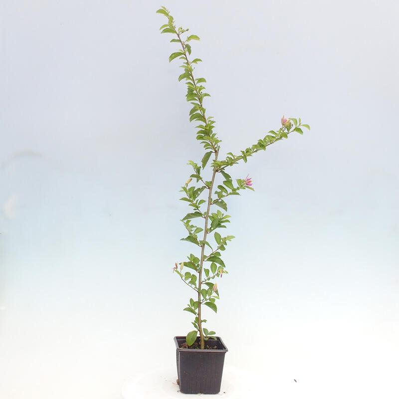 Grewia occidentalis - lawendowa rozgwiazda w pojemniku