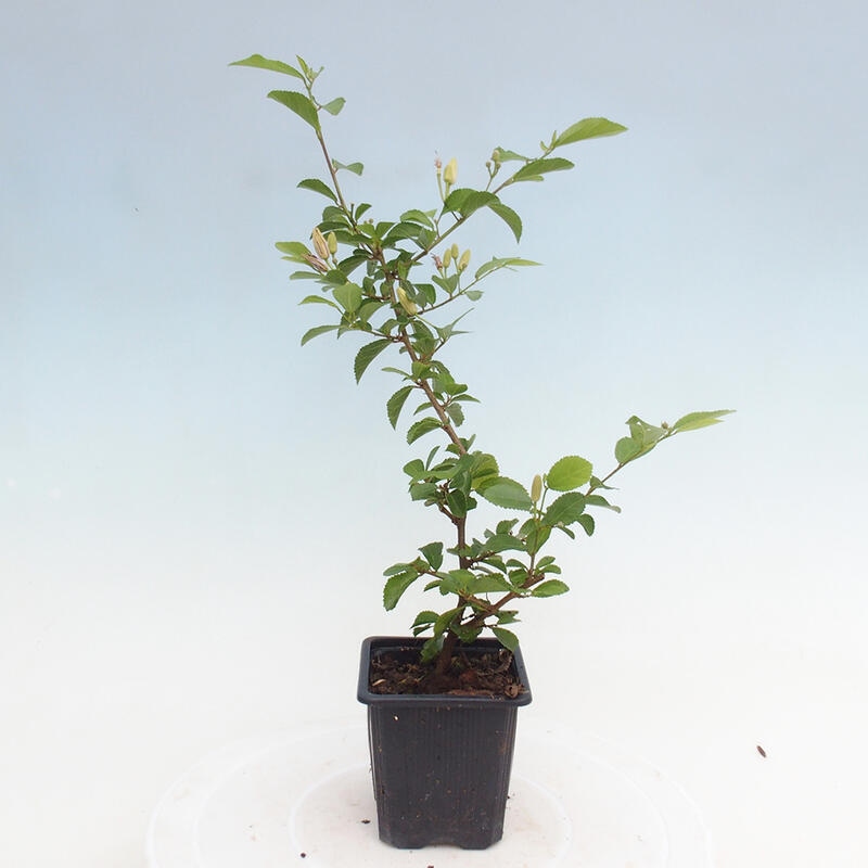 Grewia occidentalis - lawendowa rozgwiazda w pojemniku