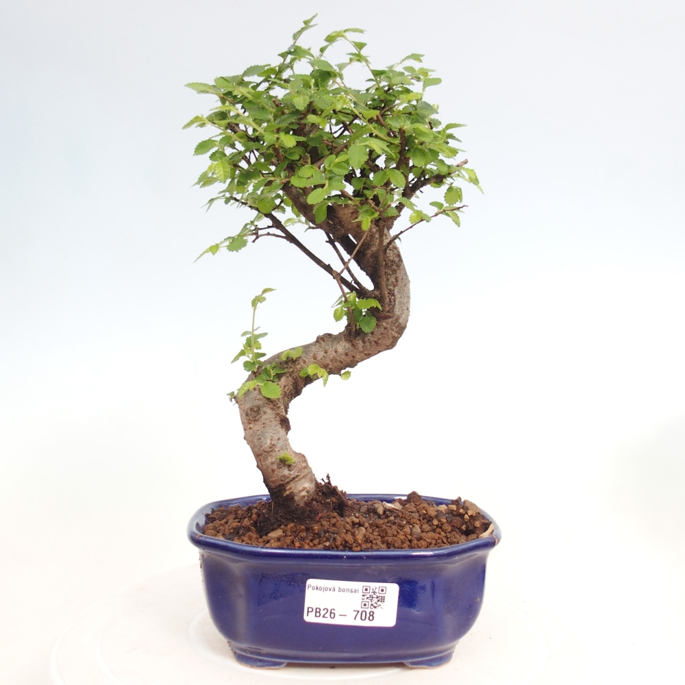 Pokój bonsai - Ulmus parvifolia - Wiąz drobnolistny