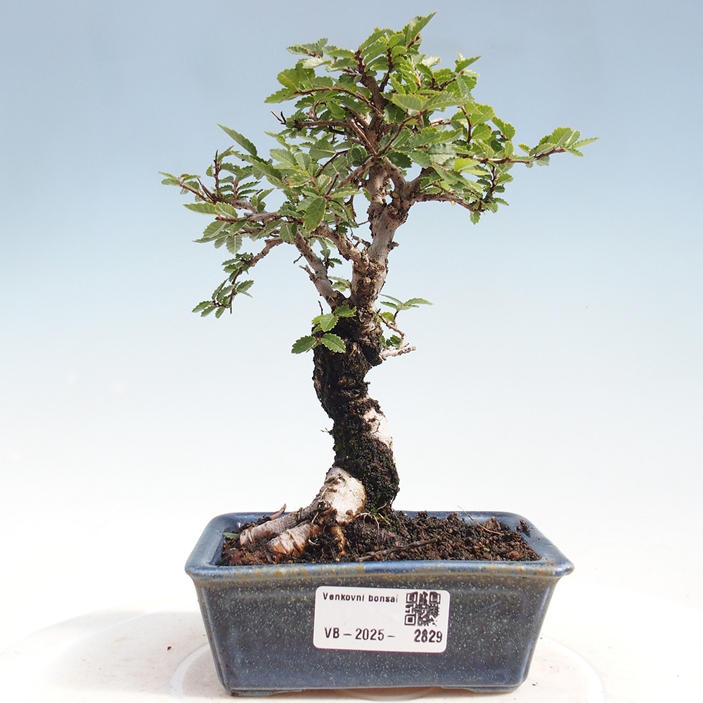 Outdoor bonsai - Zelkova - Zelkova NIRE