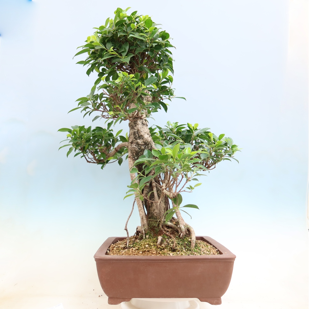 Pokój bonsai - Ficus kimmen - figowiec drobnolistny