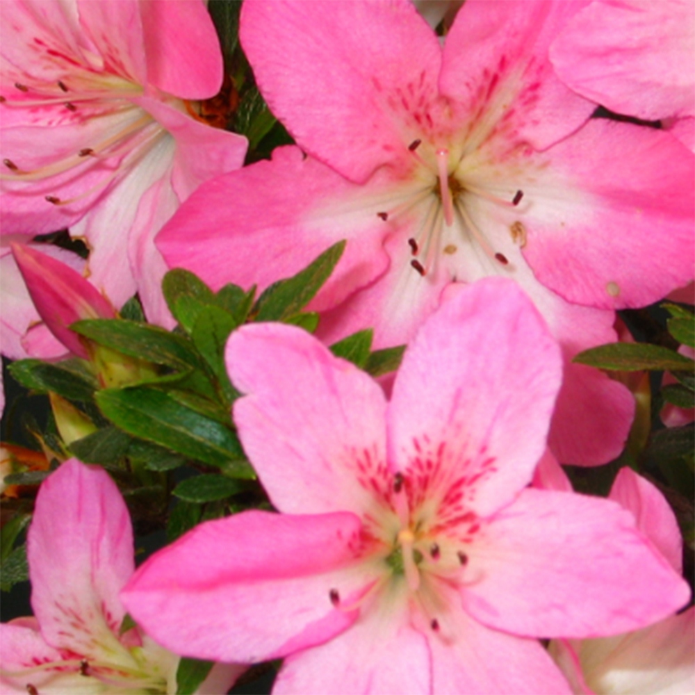 Outdoor bonsai - Azalia japońska - Azalia Nasuno