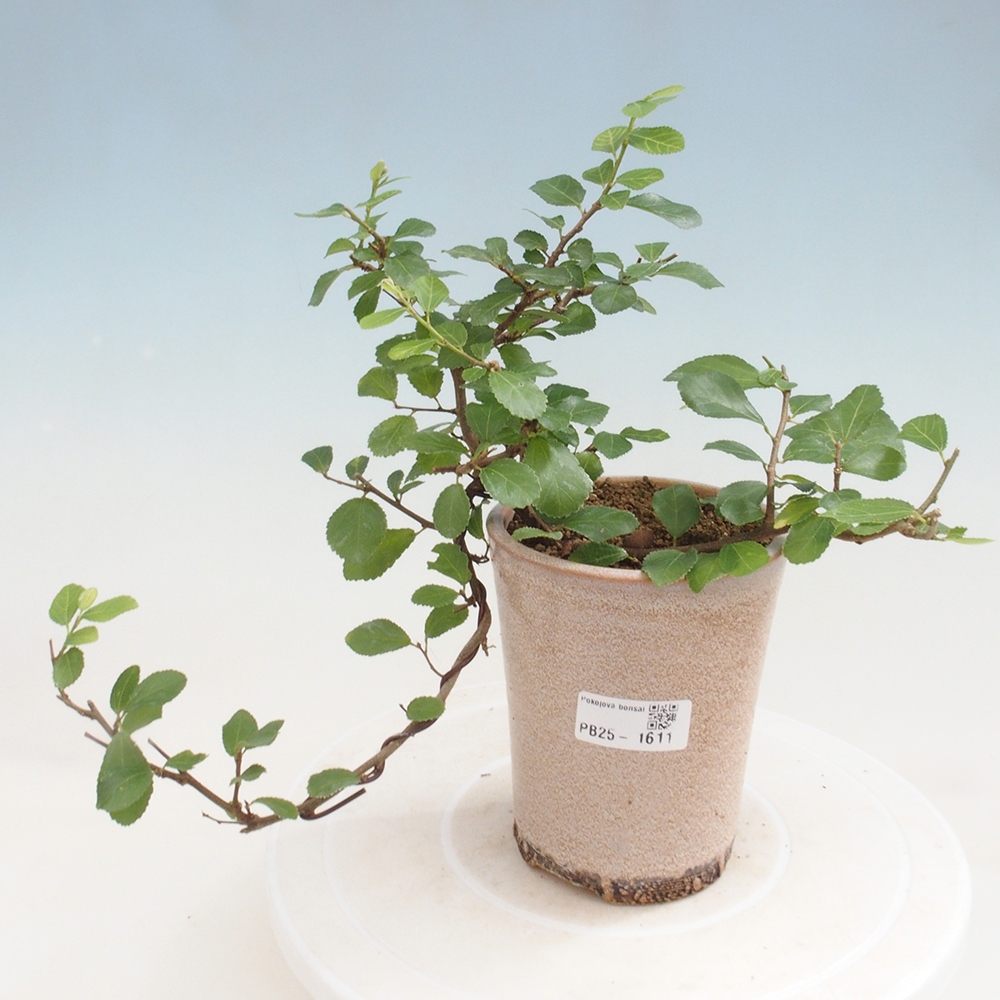 Kryty bonsai - Grewia occidentalis - Lawendowa gwiazda