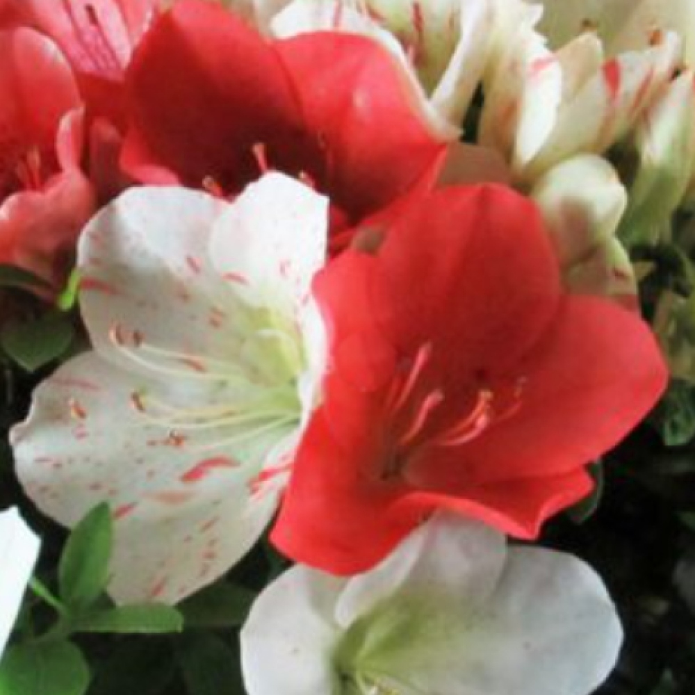 Bonsai zewnętrzne - Azalia japońska - Azalia Asahi-no-izumi