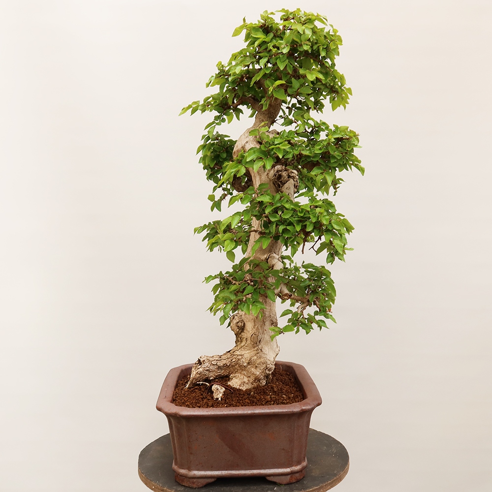 Bonsai plenerowe - Carpinus Coreana - grab koreański
