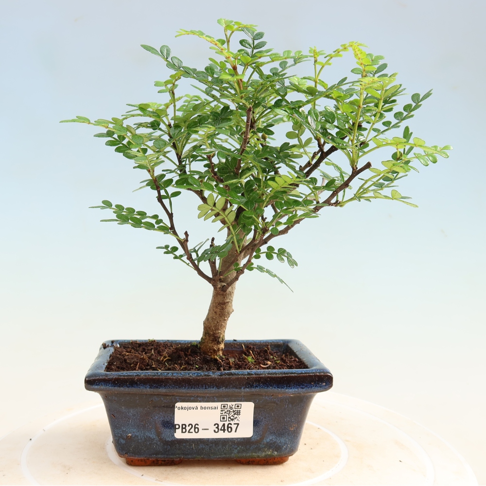 Pokój bonsai - Zantoxylum piperitum - drzewo pieprzowe