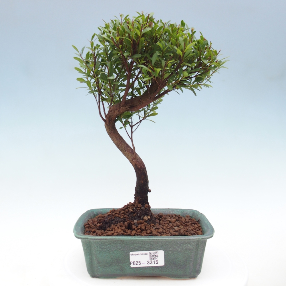 Pokój bonsai - Syzygium - Pimento
