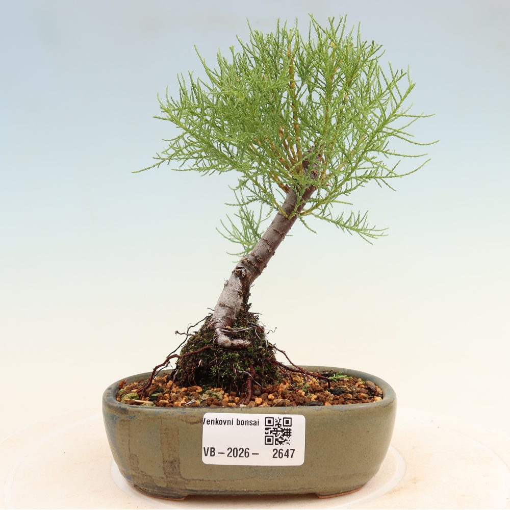 Bonsai ogrodowe – Tamaryszek – Tamarix