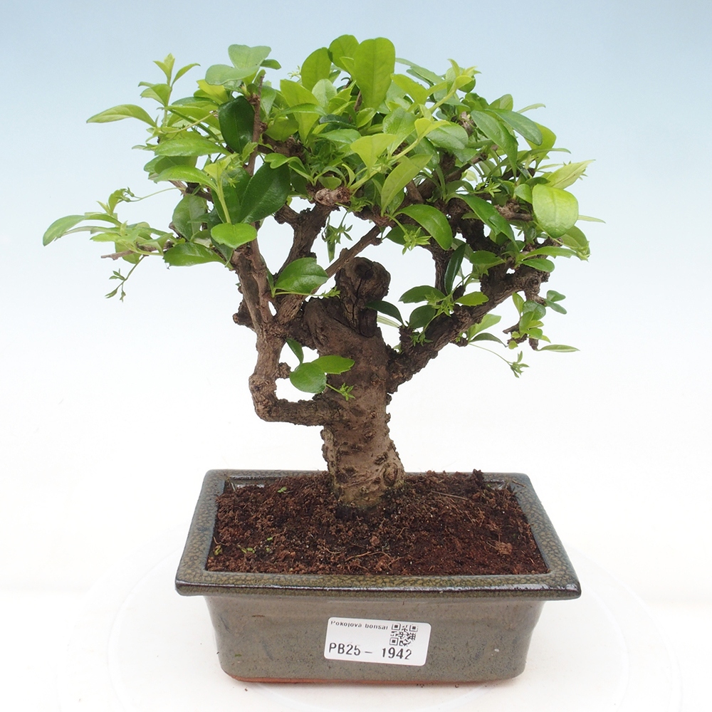 Bonsai wewnętrzne - Carmona makrophylla - Herbata Fuki