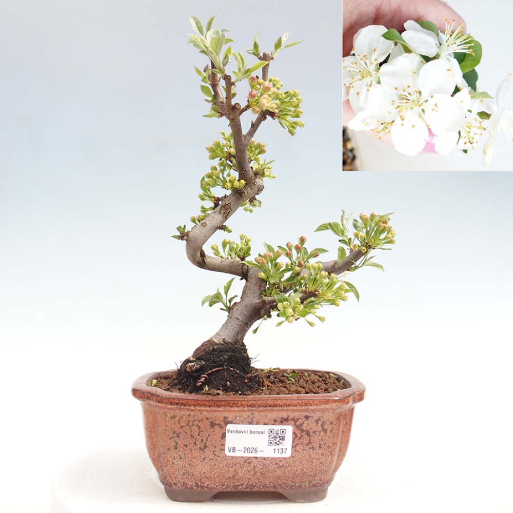 Outdoor bonsai - Malus sargentii - Jabłoń drobnoowocowa