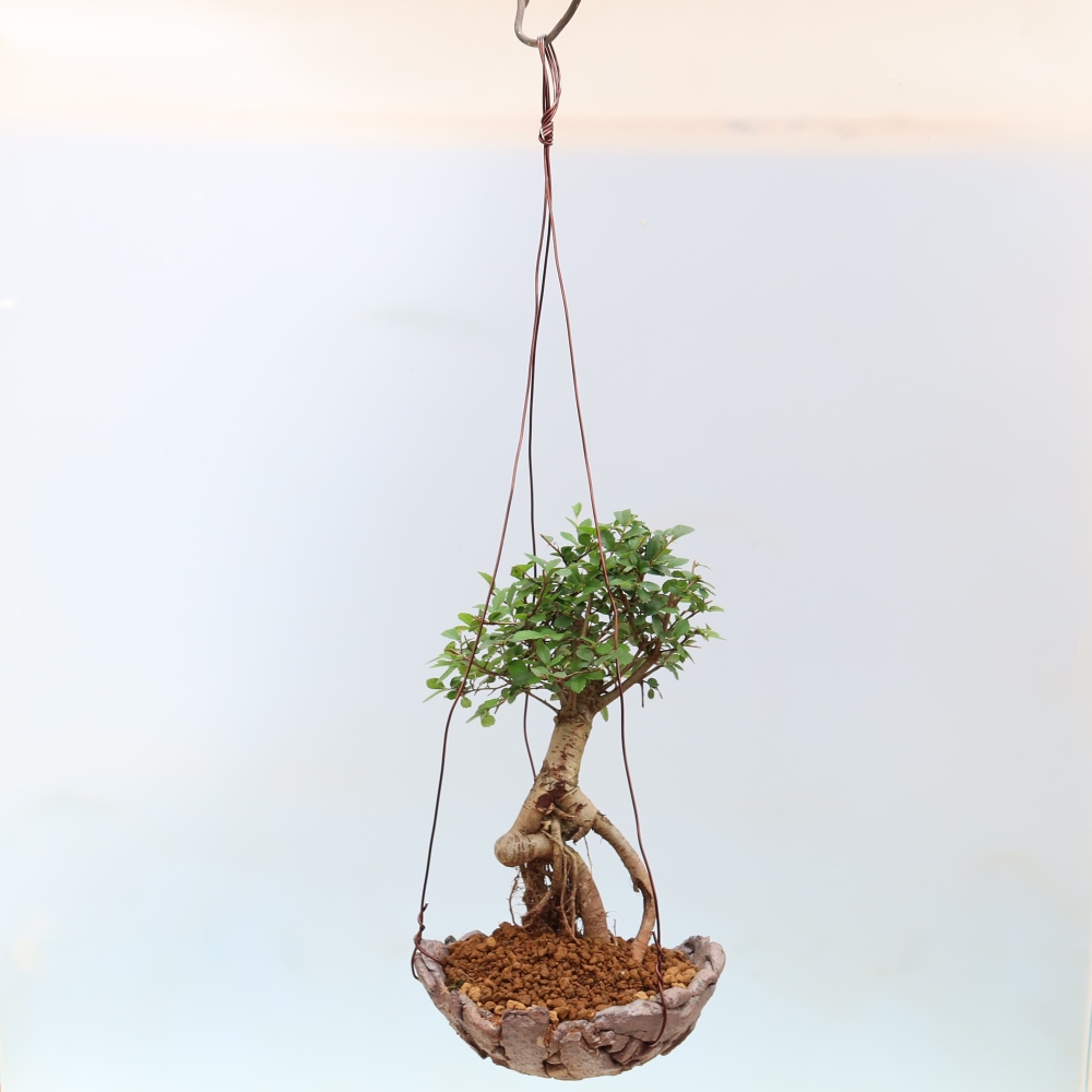 Kokedama w ceramicznej doniczce – Ulmus parvifolia – wiąz drobnolistny