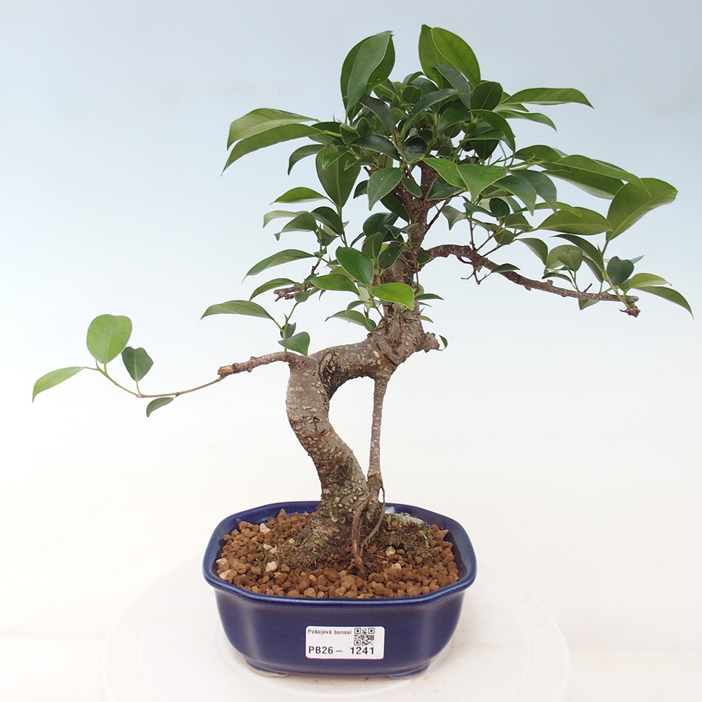 Pokój bonsai - Ficus retusa - figowiec drobnolistny