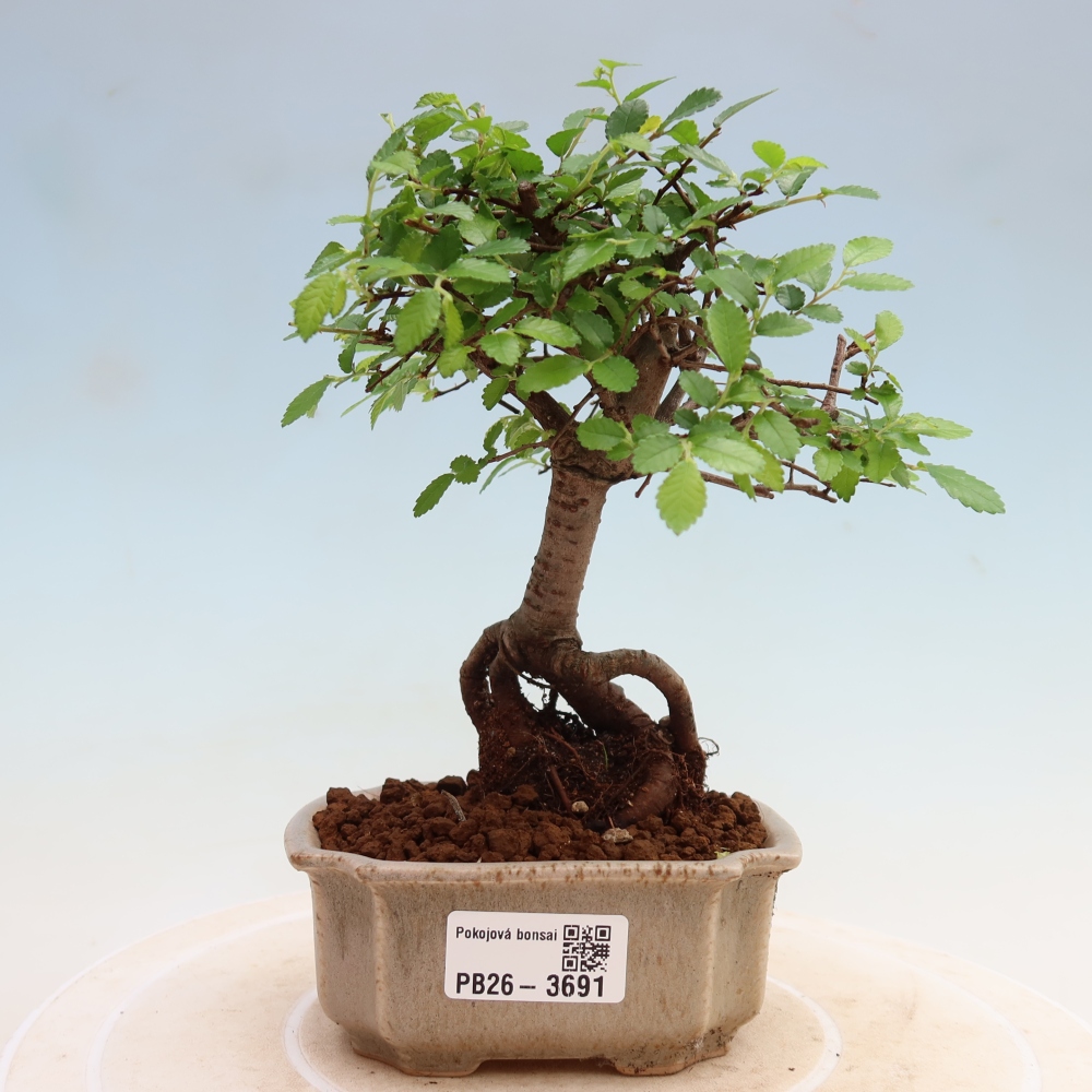 Pokój bonsai - Ulmus parvifolia - Wiąz drobnolistny