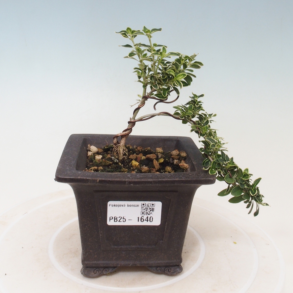 Bonsai do wnętrz - Serissa foetida Variegata - Drzewo tysiąca gwiazd
