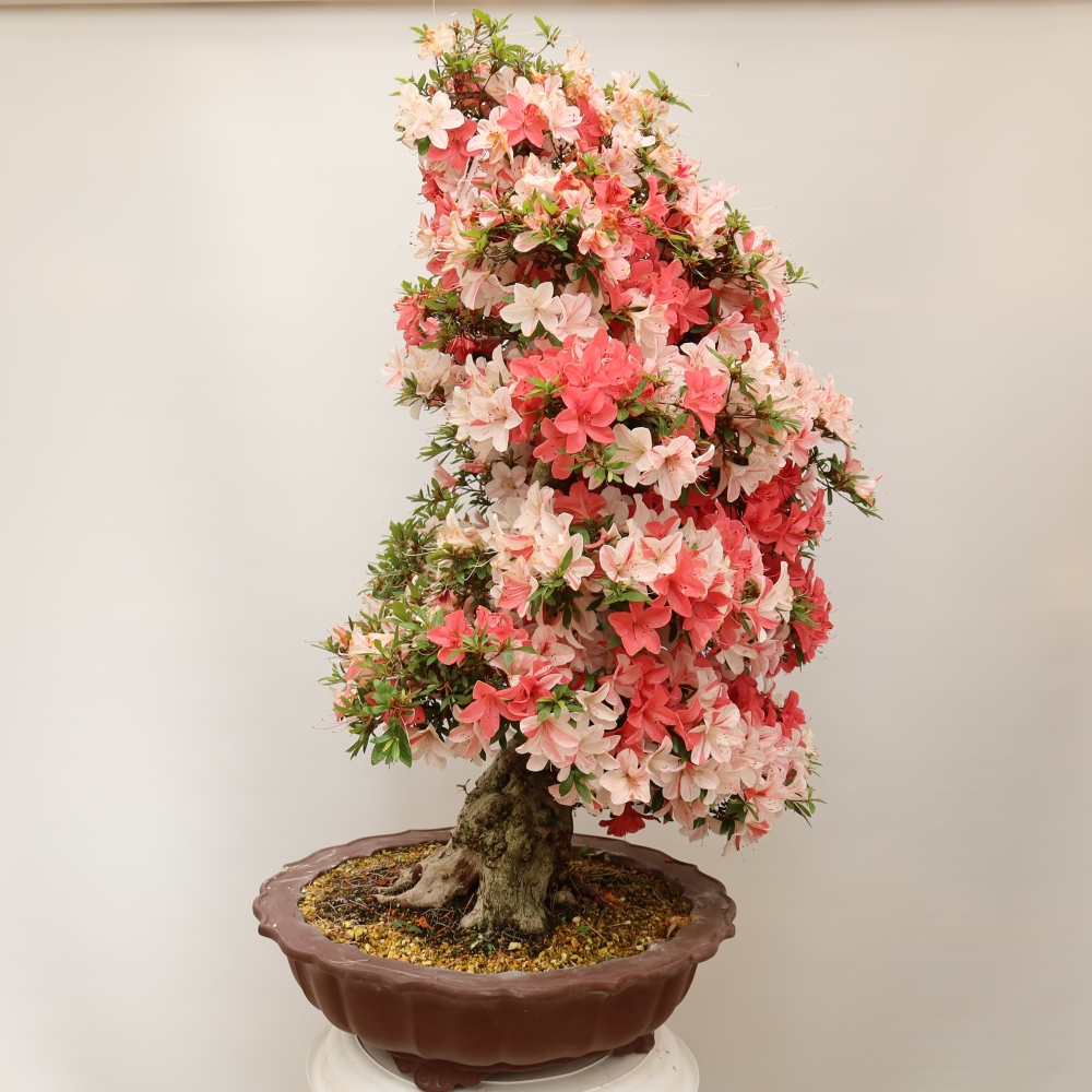 Bonsai zewnętrzne - Azalia japońska - Azalia Kinu-no-Hikari