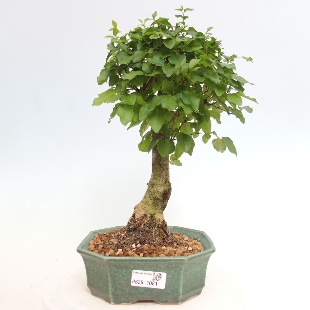 Pokój bonsai - Ligustrum chinensis - Dziób ptaka
