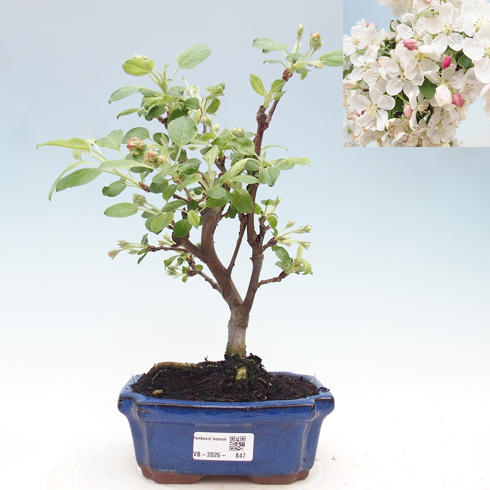 Outdoor bonsai - Malus halliana - Jabłoń drobnoowocowa