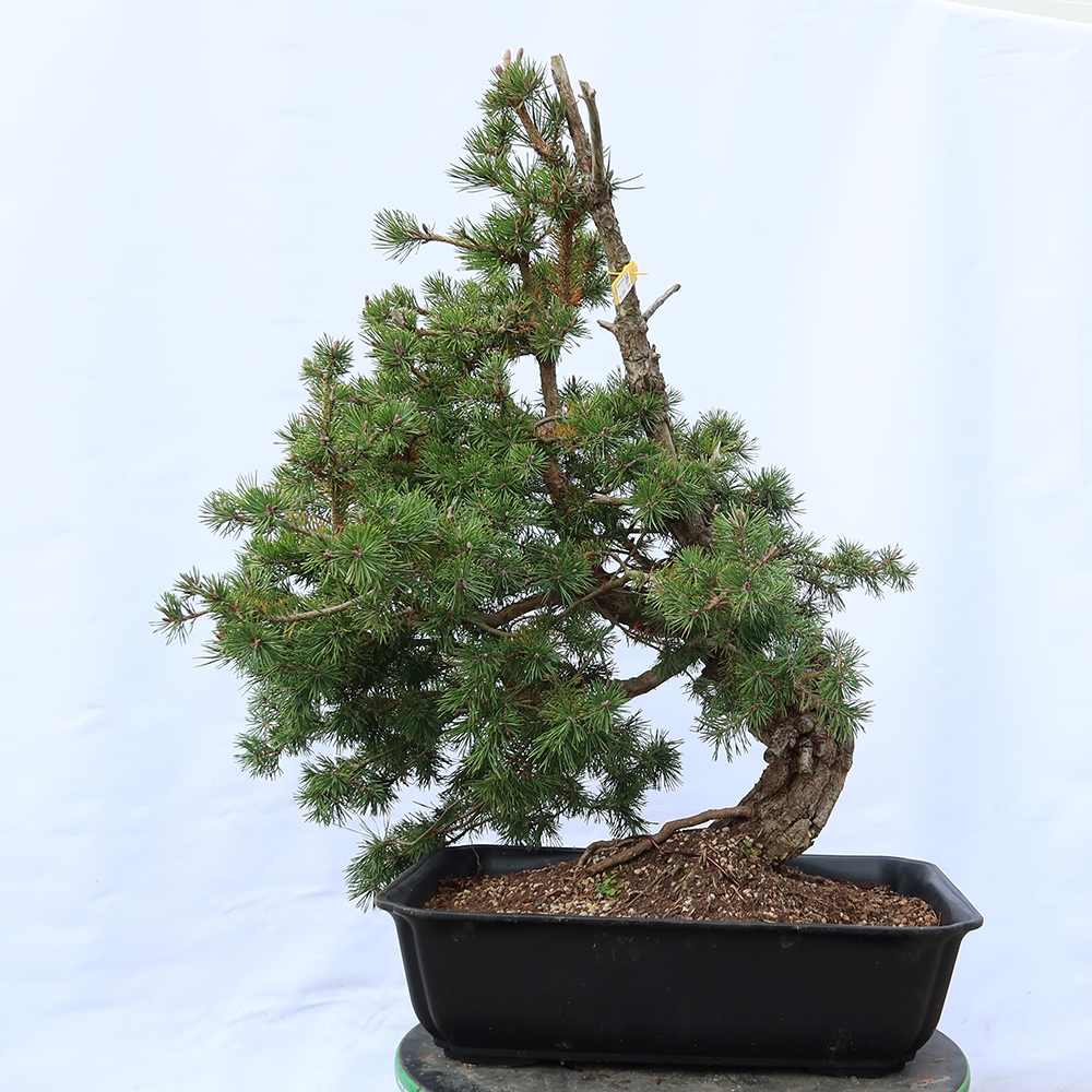Pinus sylvestris Hiszpania – sosna zwyczajna