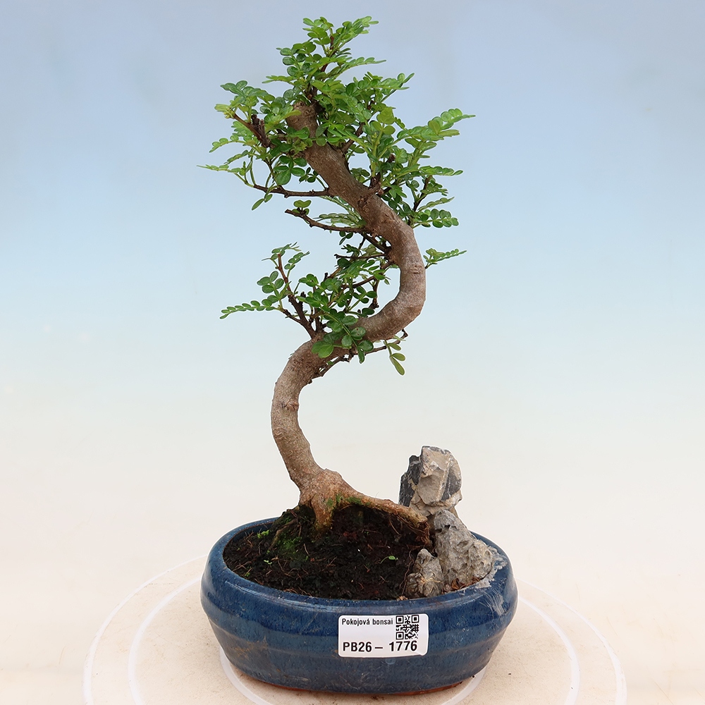 Pokój bonsai - Zantoxylum piperitum - drzewo pieprzowe