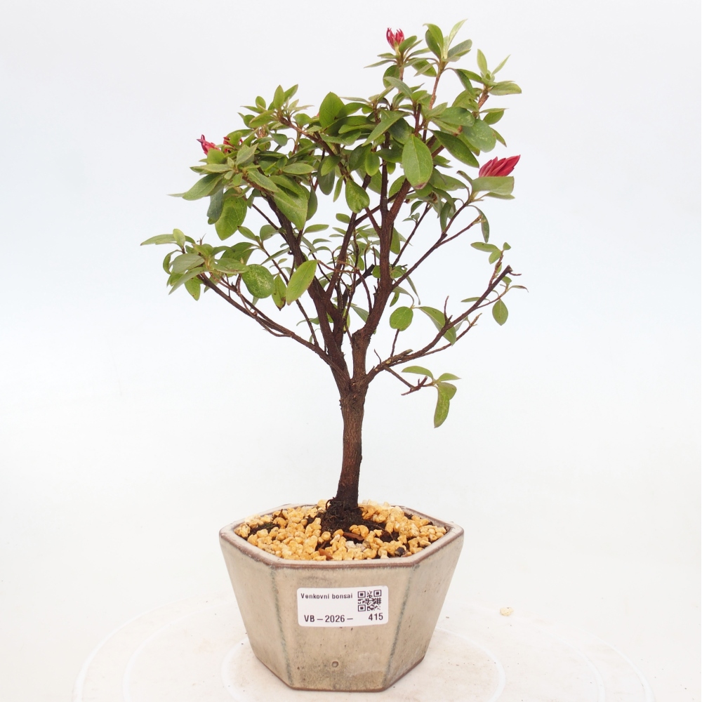 Outdoor bonsai - Azalia japońska - Azalea sp.