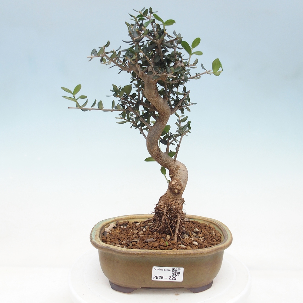Bonsai do wnętrz - Olea europaea sylvestris