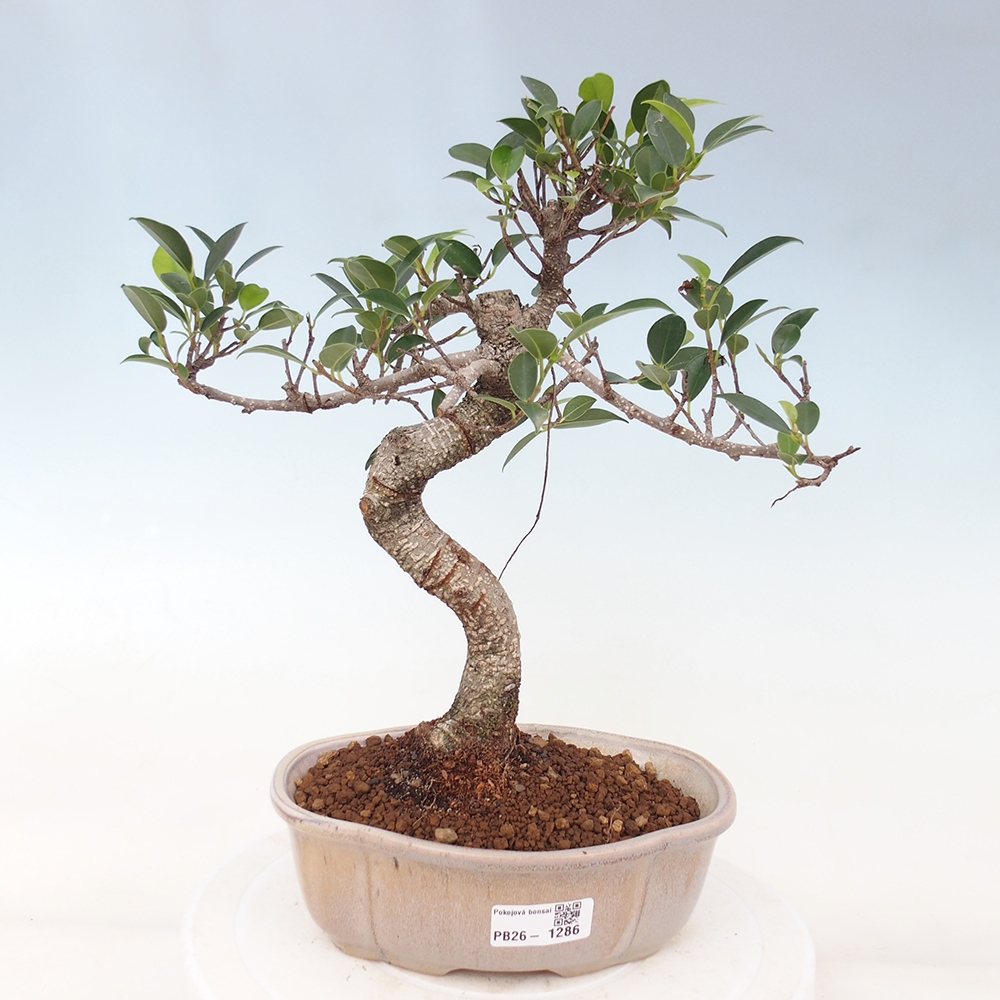 Pokój bonsai - Ficus retusa - figowiec drobnolistny