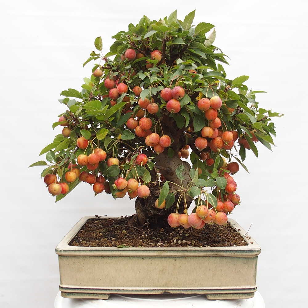 Bonsai plenerowe - Malus Halliana - Jabłoń drobnoowocowa