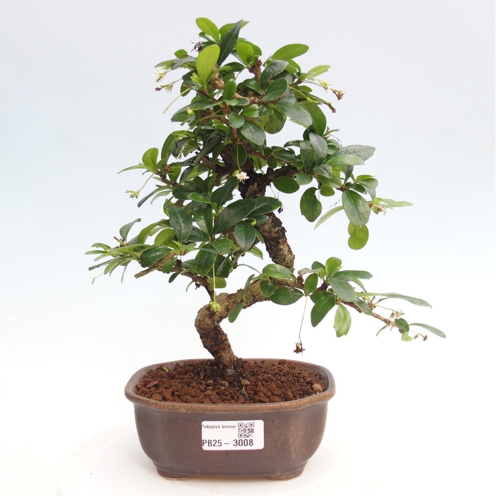 Bonsai wewnętrzne - Carmona makrophylla - Herbata Fuki