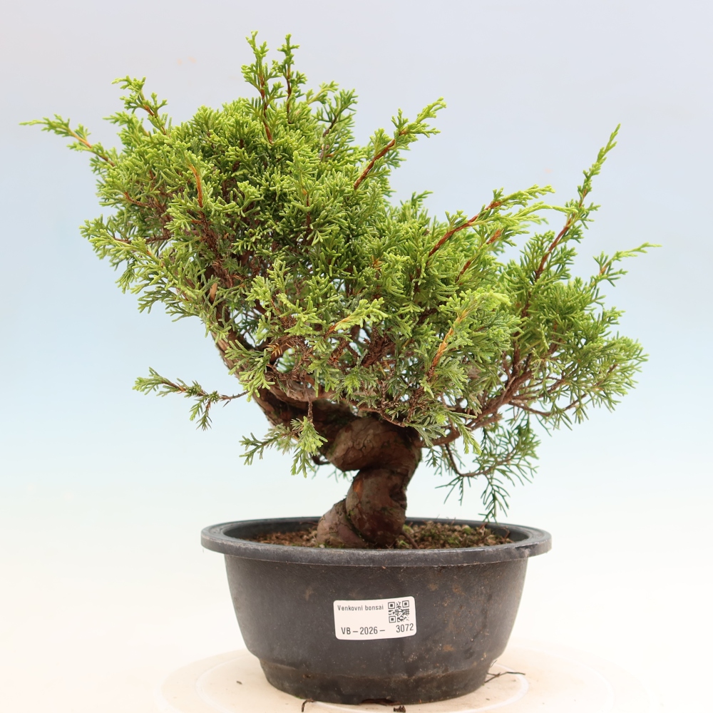 Bonsai ogrodowe – Juniperus chinensis Itoigawa – jałowiec chiński