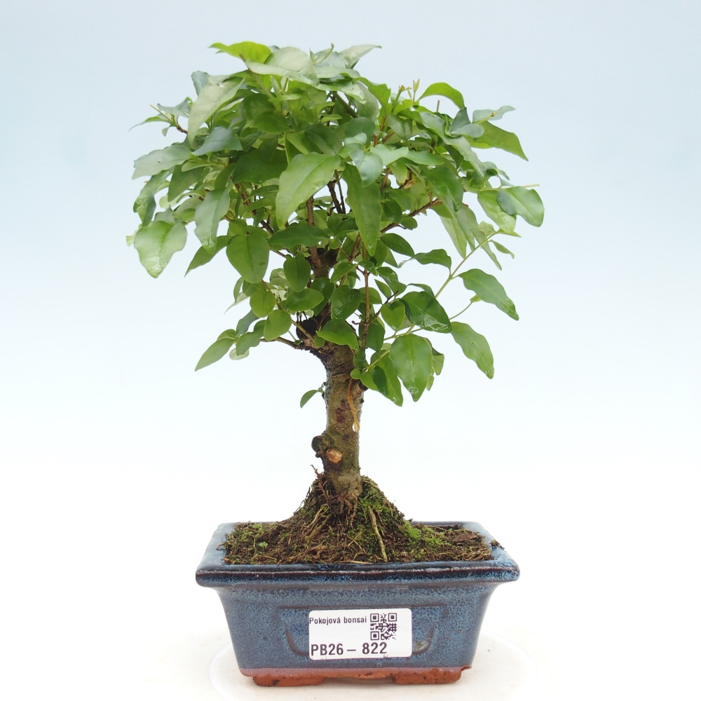 Pokój bonsai - Ligustrum chinensis - Dziób ptaka