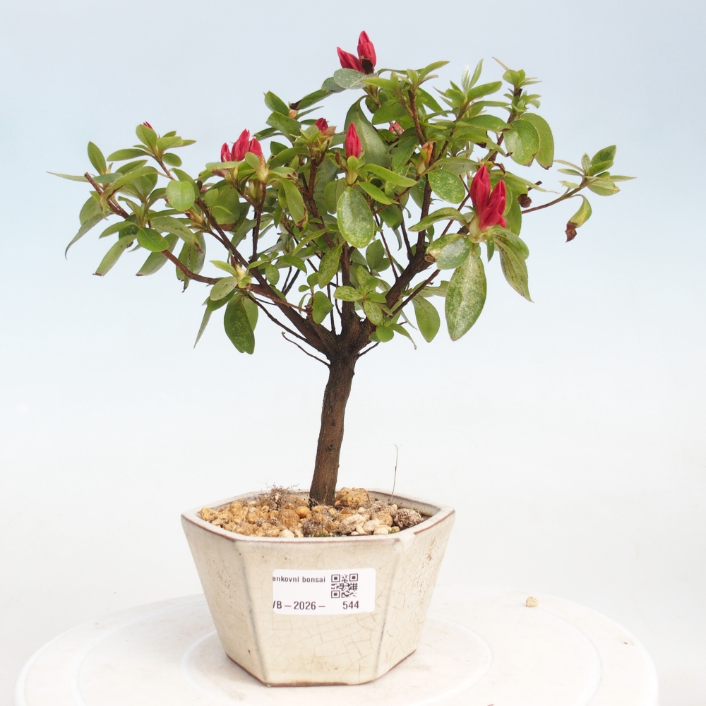 Outdoor bonsai - Azalia japońska - Azalea sp.