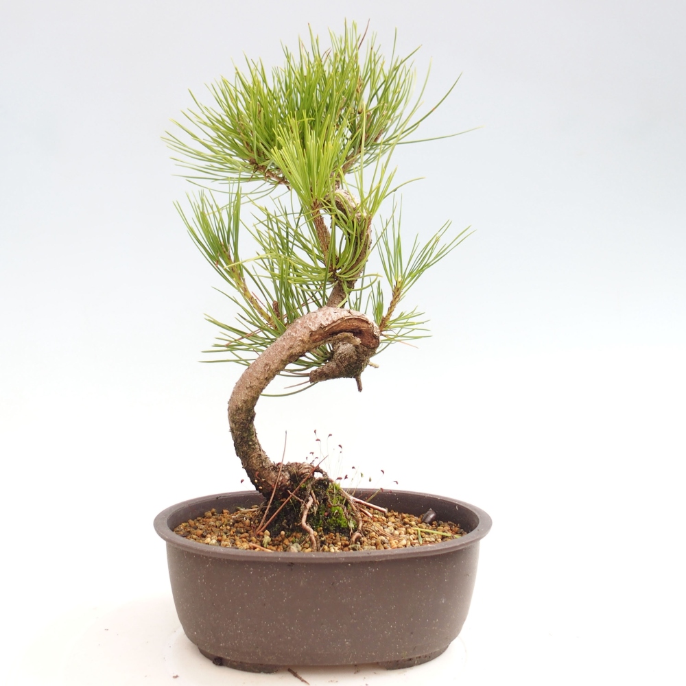 Bonsai ogrodowe - Pinus thunbergii - Sosna Thunbergia