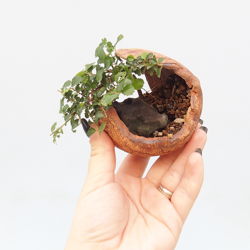 Pokój bonsai - Grewia sp. - Grewia malafolia