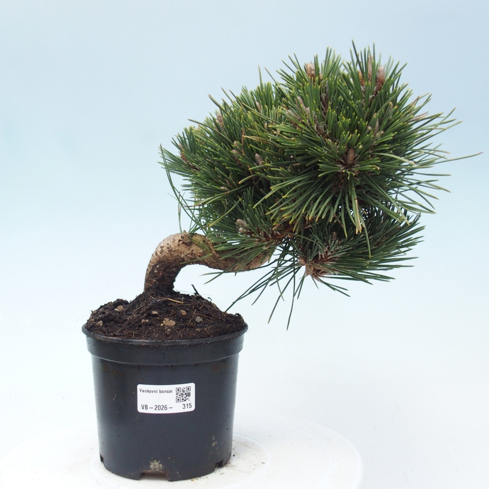 Outdoor bonsai - Pinus thunbergii senjyumaru - Sosna Thunberga