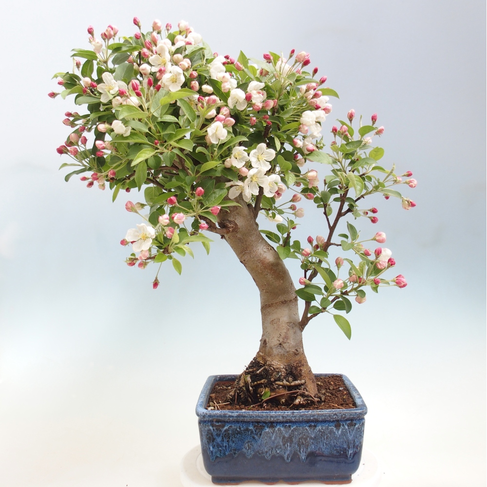 Outdoor bonsai - Malus halliana - Jabłoń drobnoowocowa